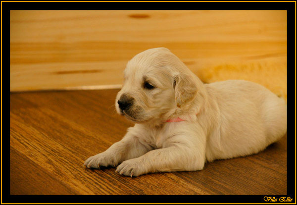 comprar golden retriever villa ellie